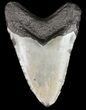 Megalodon Tooth - North Carolina #59068-2